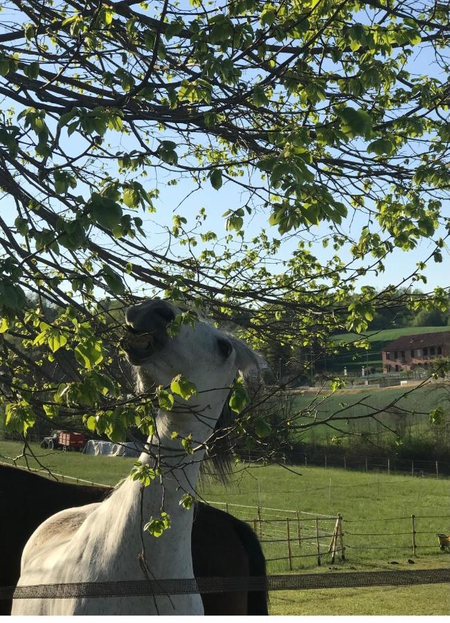 Appartamento In Cascina -La Cascinetta Di Ali- Roatto 外观 照片
